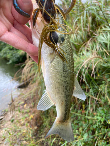 ラージマウスバスの釣果