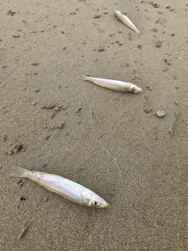 キスの釣果