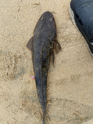 マゴチの釣果