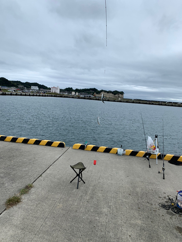 イワシの釣果