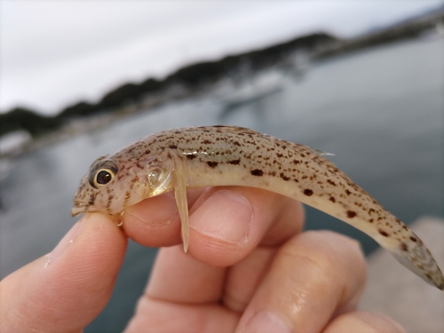 サビハゼの釣果