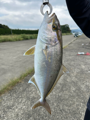 ネリゴの釣果