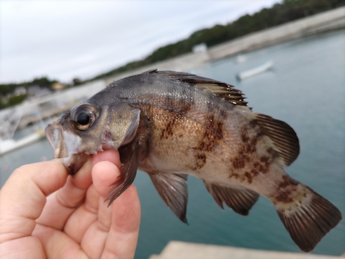 シロメバルの釣果