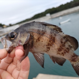 シロメバル