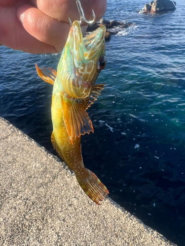 アナハゼの釣果