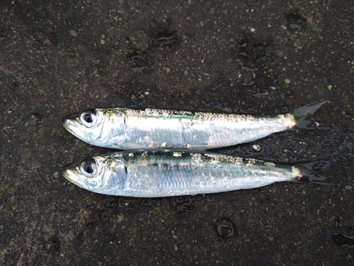 マイワシの釣果