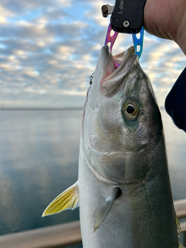 イナダの釣果