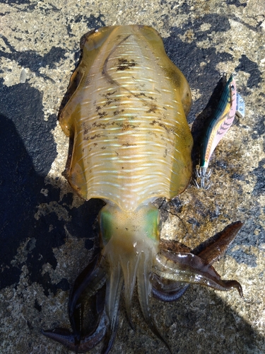 アオリイカの釣果