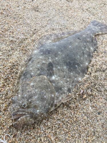 ヒラメの釣果