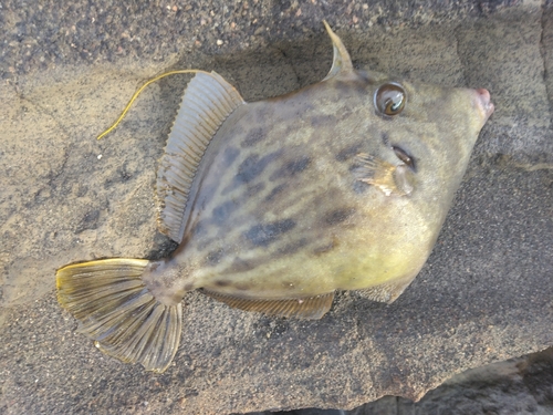 カワハギの釣果