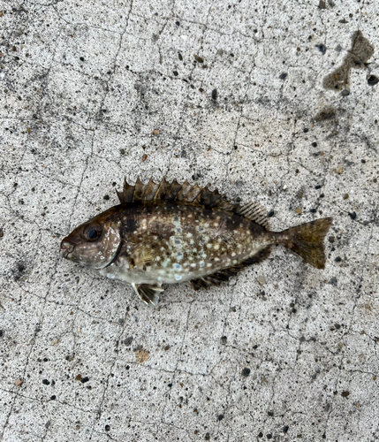 アイゴの釣果