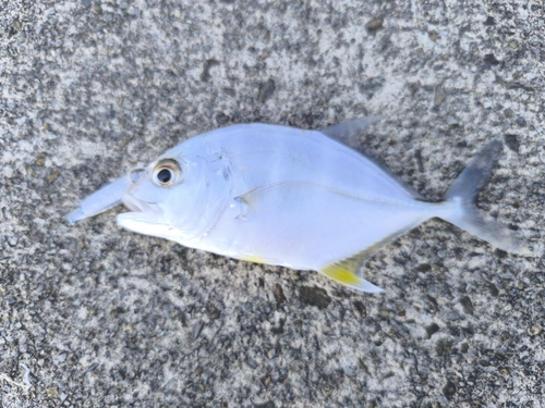 オニヒラアジの釣果