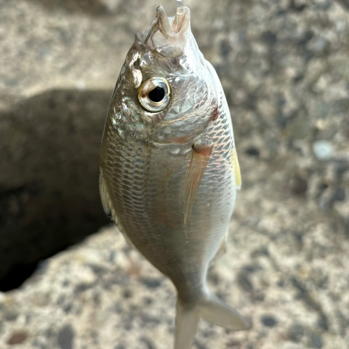 クロサギの釣果