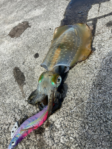 アオリイカの釣果