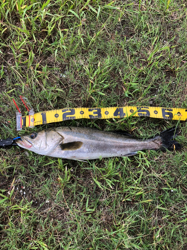 スズキの釣果