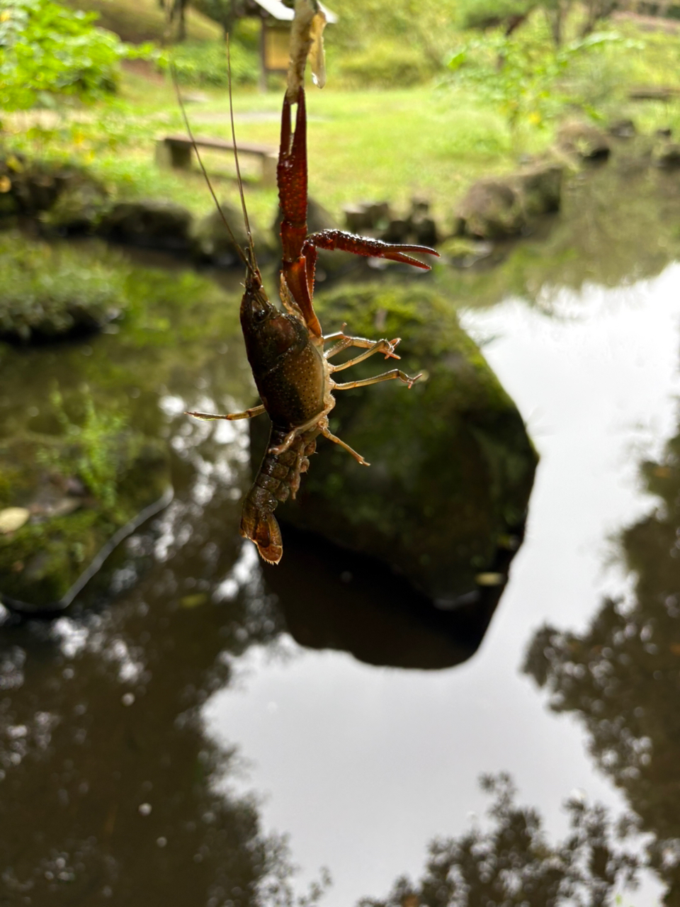 アメリカザリガニ