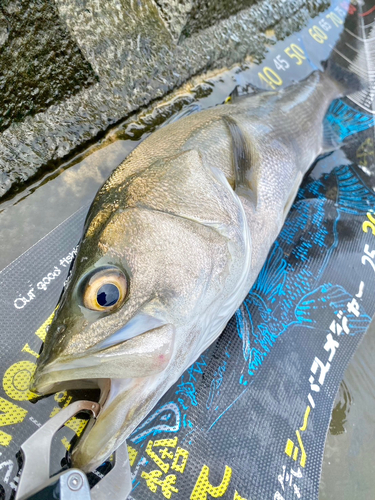 フッコ（マルスズキ）の釣果