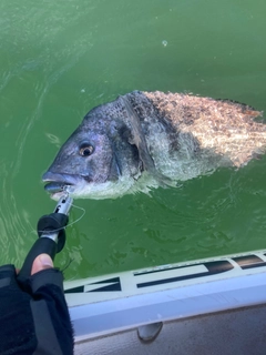 チヌの釣果