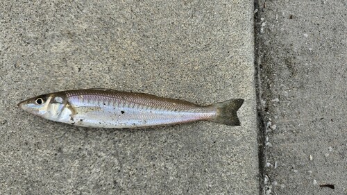 キスの釣果