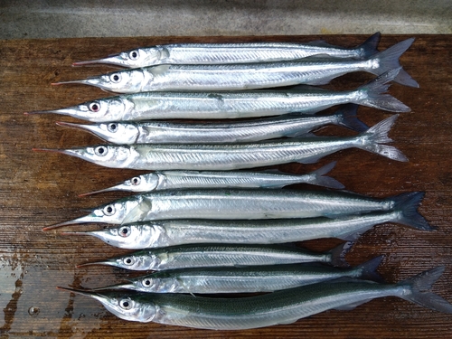 サヨリの釣果