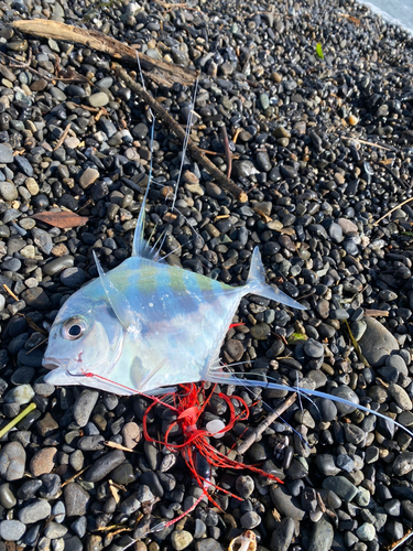 イトヒキアジの釣果