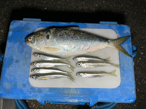 コノシロの釣果