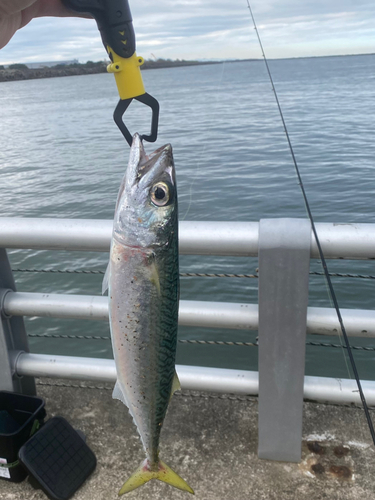 サバの釣果