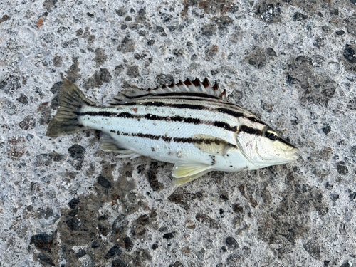 シマイサキの釣果