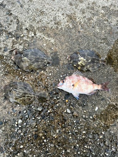 カワハギの釣果