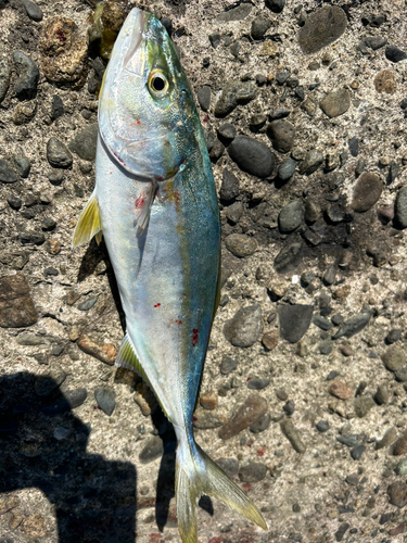 ツバスの釣果