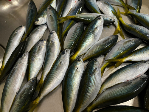 タカベの釣果