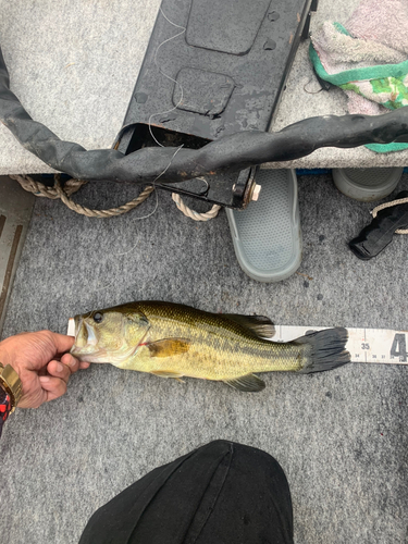 ブラックバスの釣果