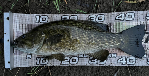 スモールマウスバスの釣果