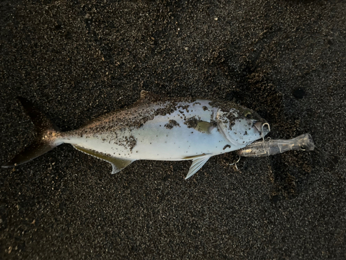 鹿児島湾北部