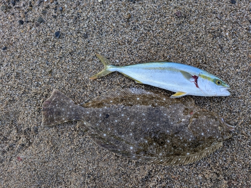 ヒラメの釣果