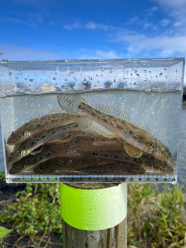 マハゼの釣果