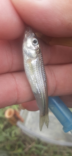 モロコの釣果