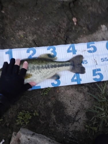 ブラックバスの釣果