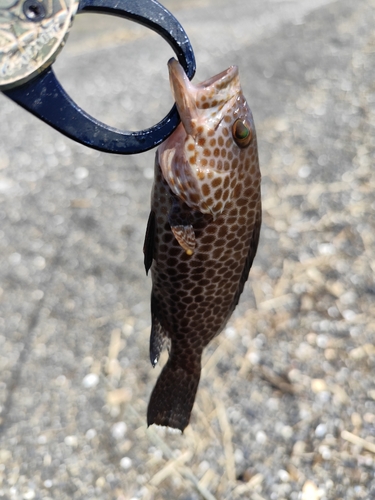 オオモンハタの釣果