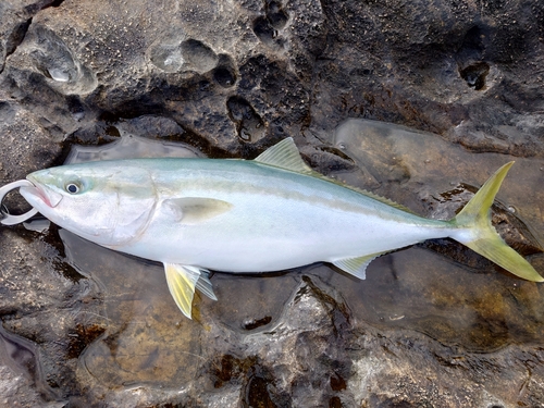 イナダの釣果