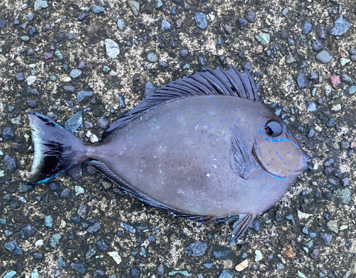 ニザダイの釣果