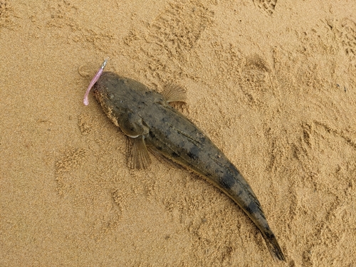 マゴチの釣果