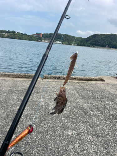 オオモンハタの釣果