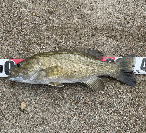 スモールマウスバスの釣果