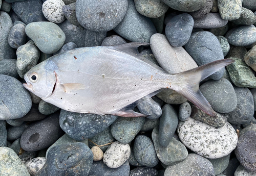 コバンアジの釣果