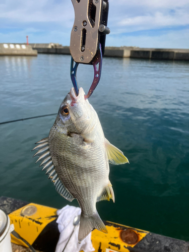 キチヌの釣果