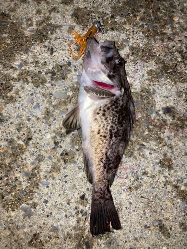 ソイの釣果