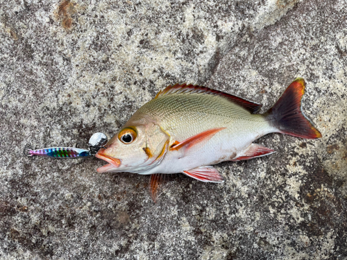 ヒメフエダイの釣果