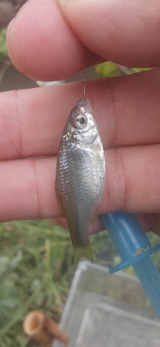 ヤリタナゴの釣果