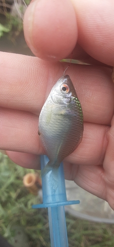 タイリクバラタナゴの釣果